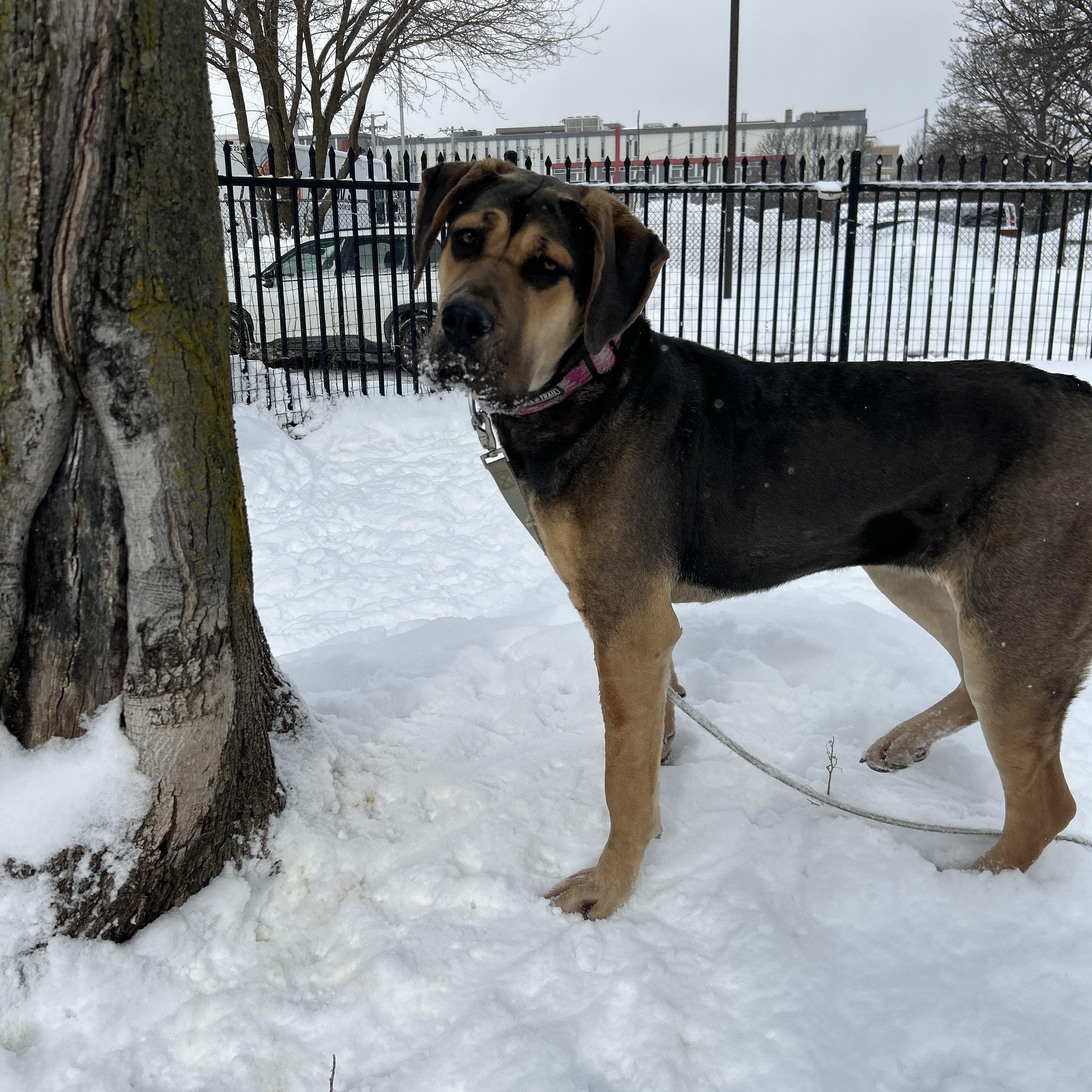 Enlarge Louise, an adopted Mastiff in Buffalo, NY image 4/6