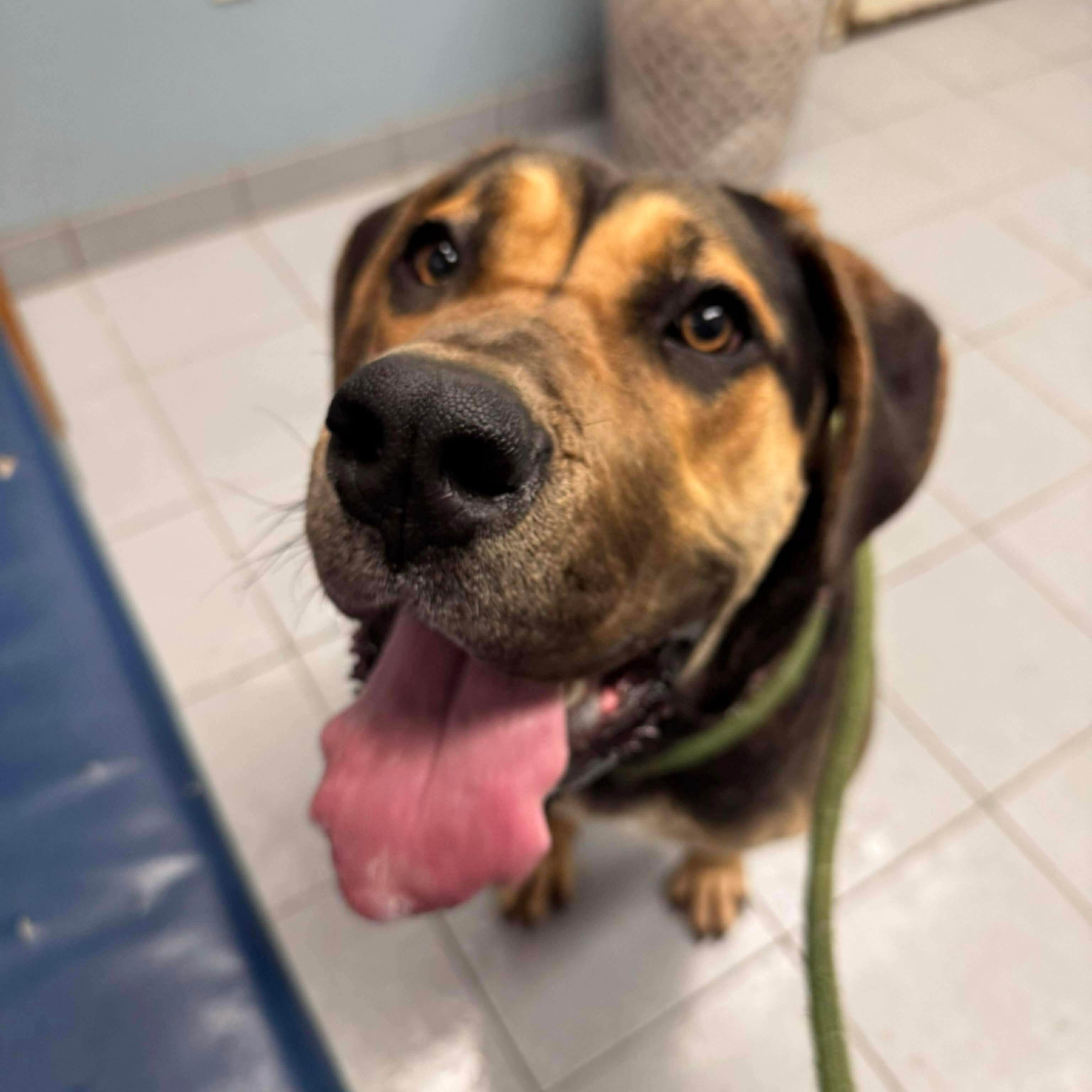 Enlarge Louise, an adopted Mastiff in Buffalo, NY image 2/6