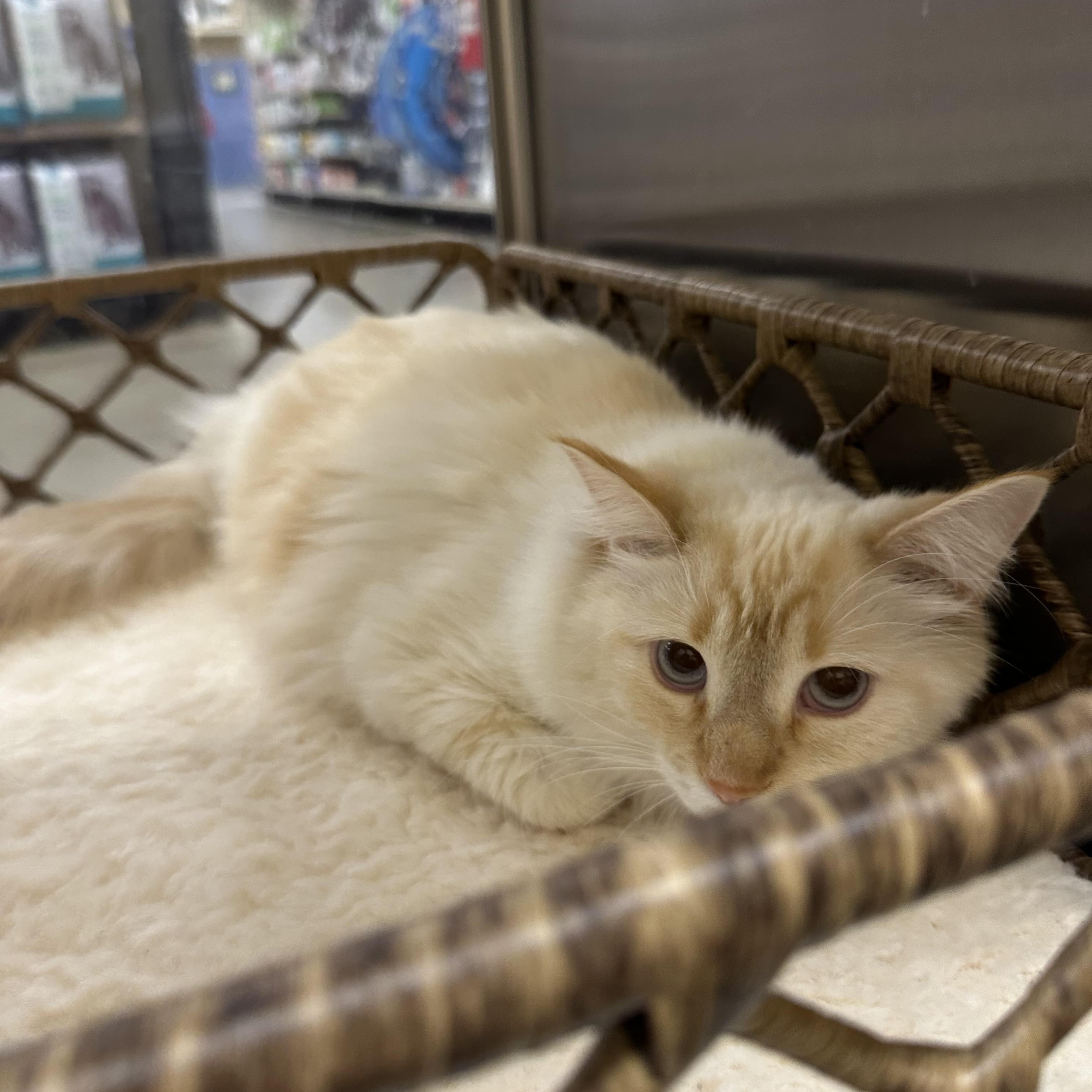 Enlarge Sissy and Missy , a ADOPTABLE Domestic Medium Hair in Missoula, MT image 4/4