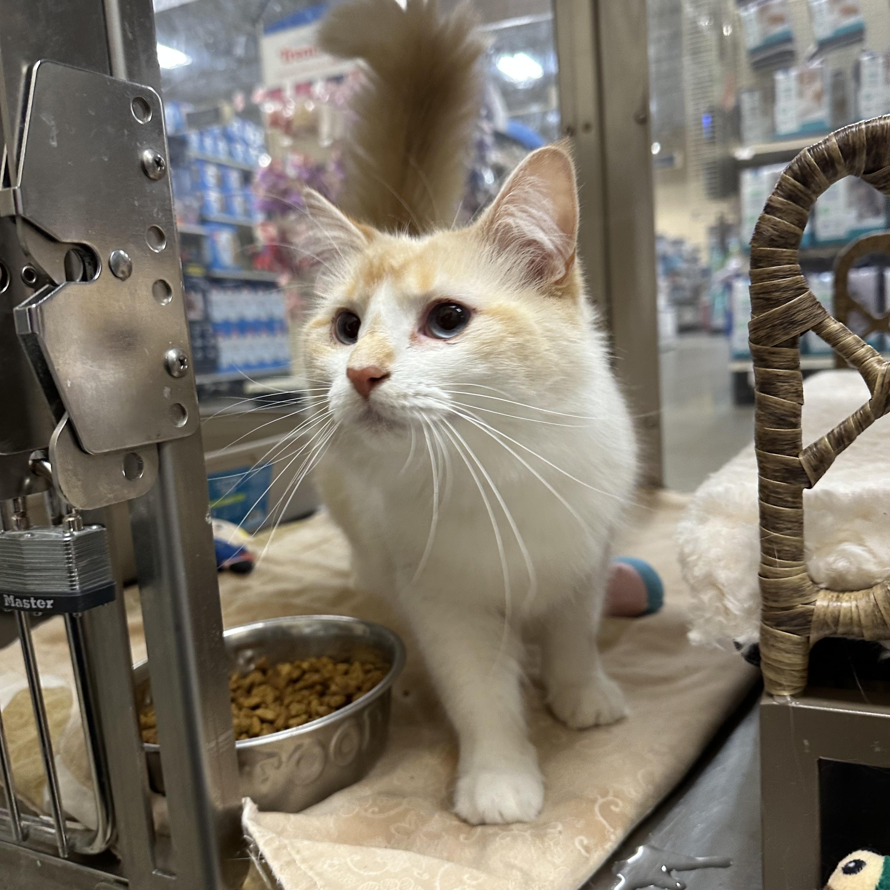 Enlarge Sissy and Missy , a ADOPTABLE Domestic Medium Hair in Missoula, MT image 2/4