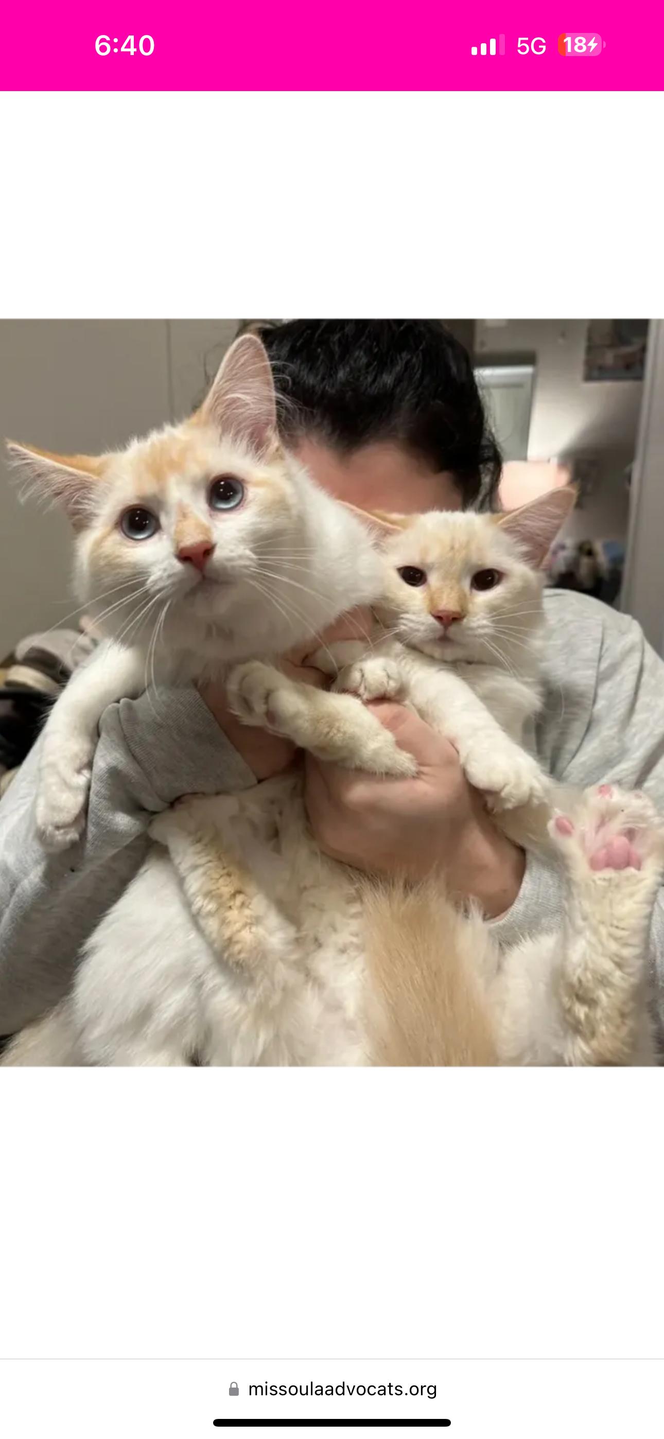 Enlarge Sissy and Missy , a ADOPTABLE Domestic Medium Hair in Missoula, MT image 3/4
