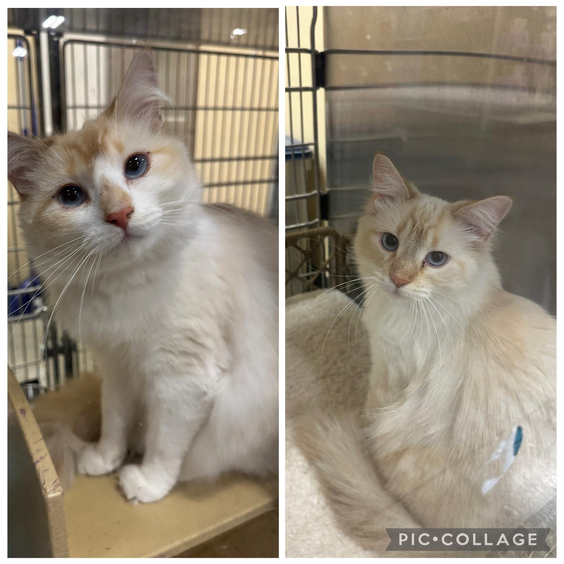 Enlarge Sissy and Missy , a ADOPTABLE Domestic Medium Hair in Missoula, MT image 1/4