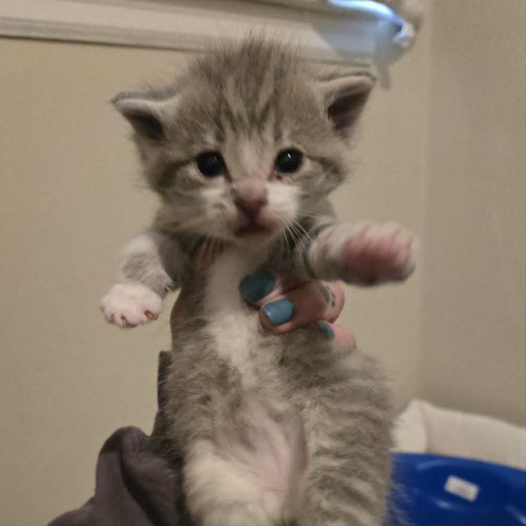 Enlarge Tucker, a Adoptable Domestic Short Hair in LYLE, MN image 1/4