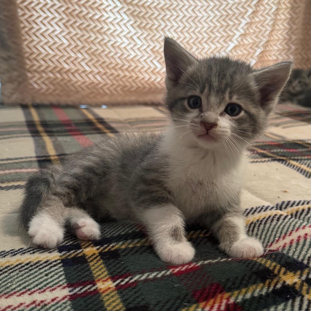 Enlarge Tucker, a Adoptable Domestic Short Hair in LYLE, MN image 3/4