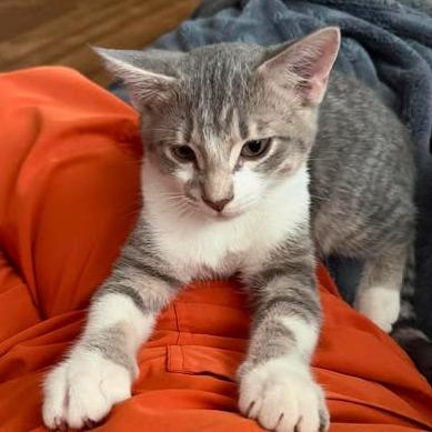 Enlarge Tucker, a Adoptable Domestic Short Hair in LYLE, MN image 4/4