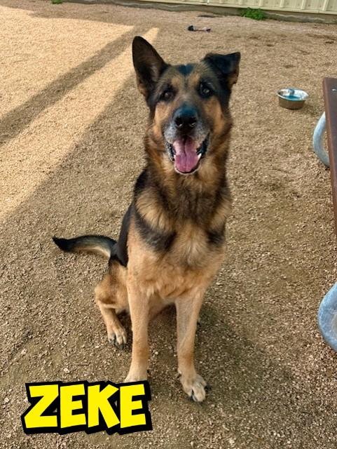 Enlarge Zeke, a ADOPTABLE German Shepherd Dog in Comfort, TX image 1/1