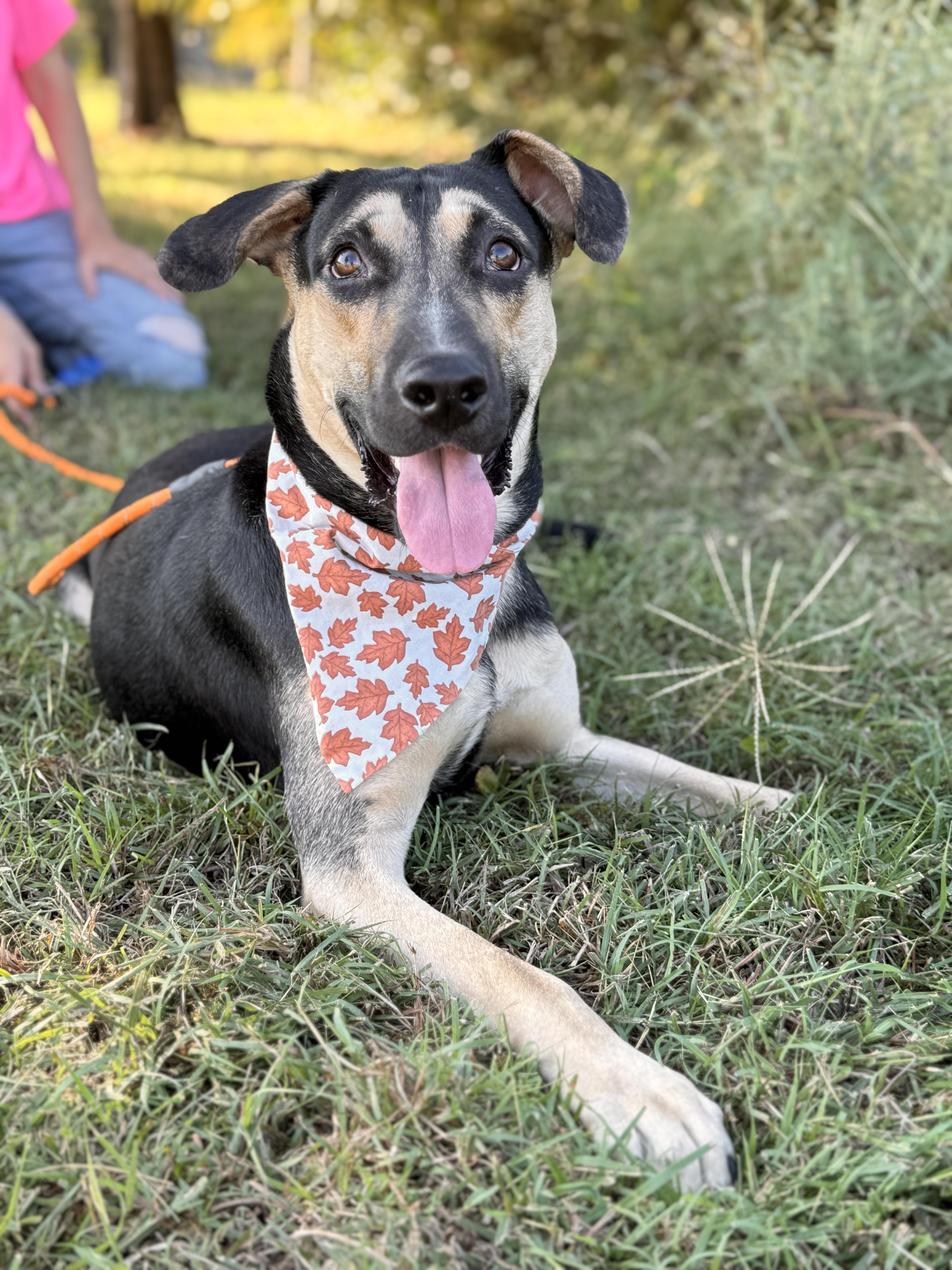 Owen, Adoptable, Young Male Shepherd.