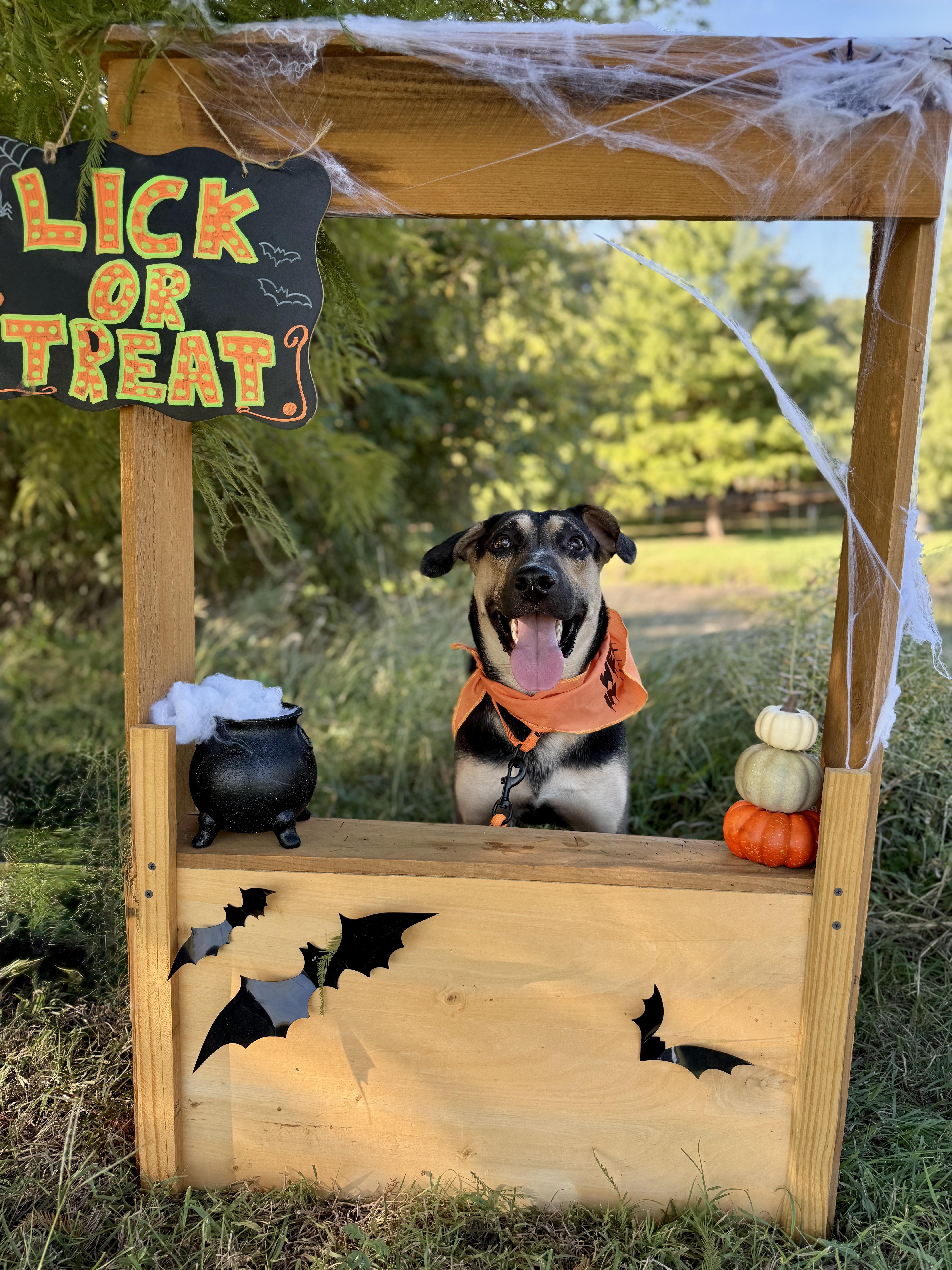 Enlarge Owen, a Adoptable Shepherd in Keller, TX image 2/5