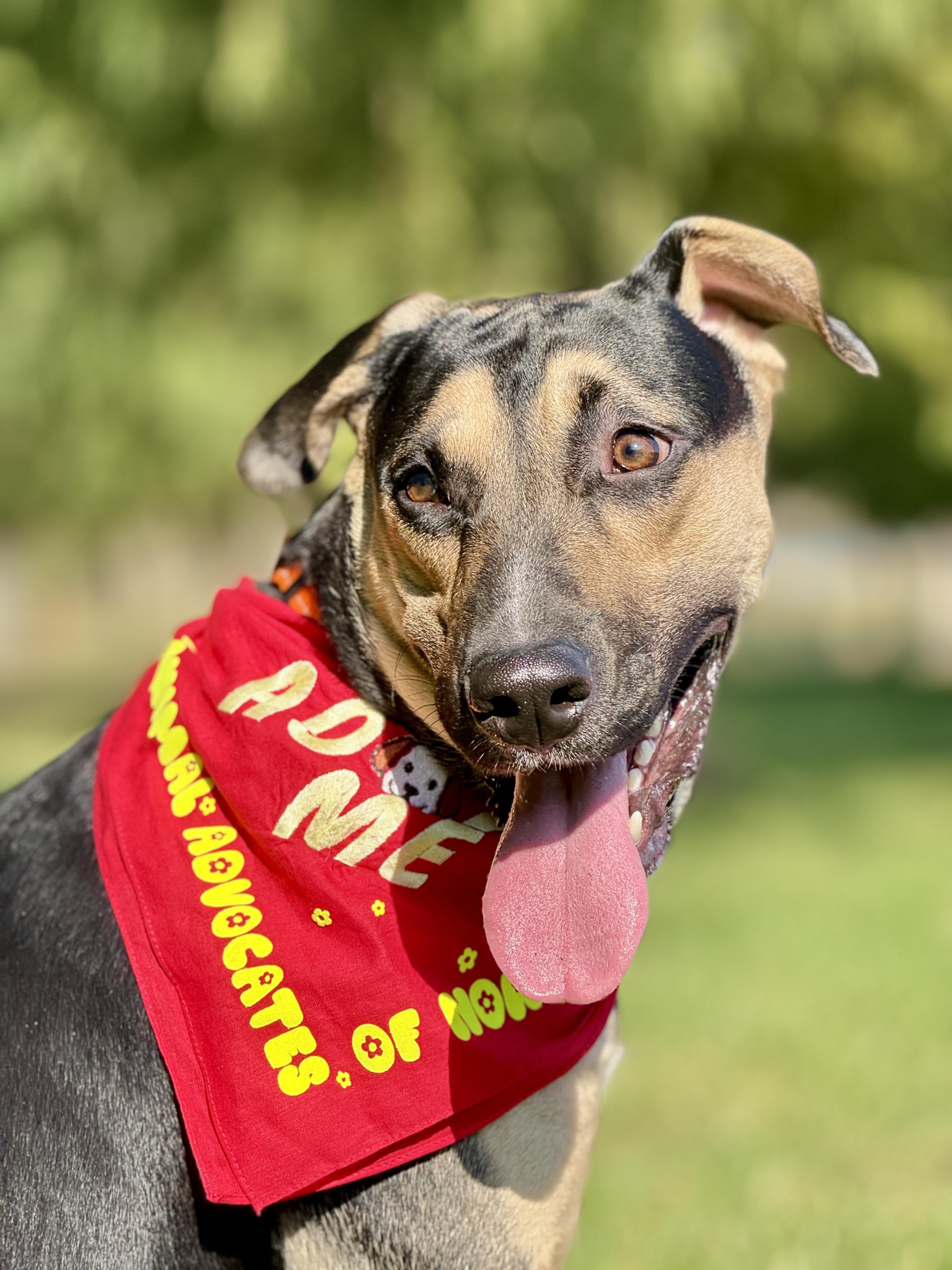 Enlarge Owen, a Adoptable Shepherd in Keller, TX image 3/5