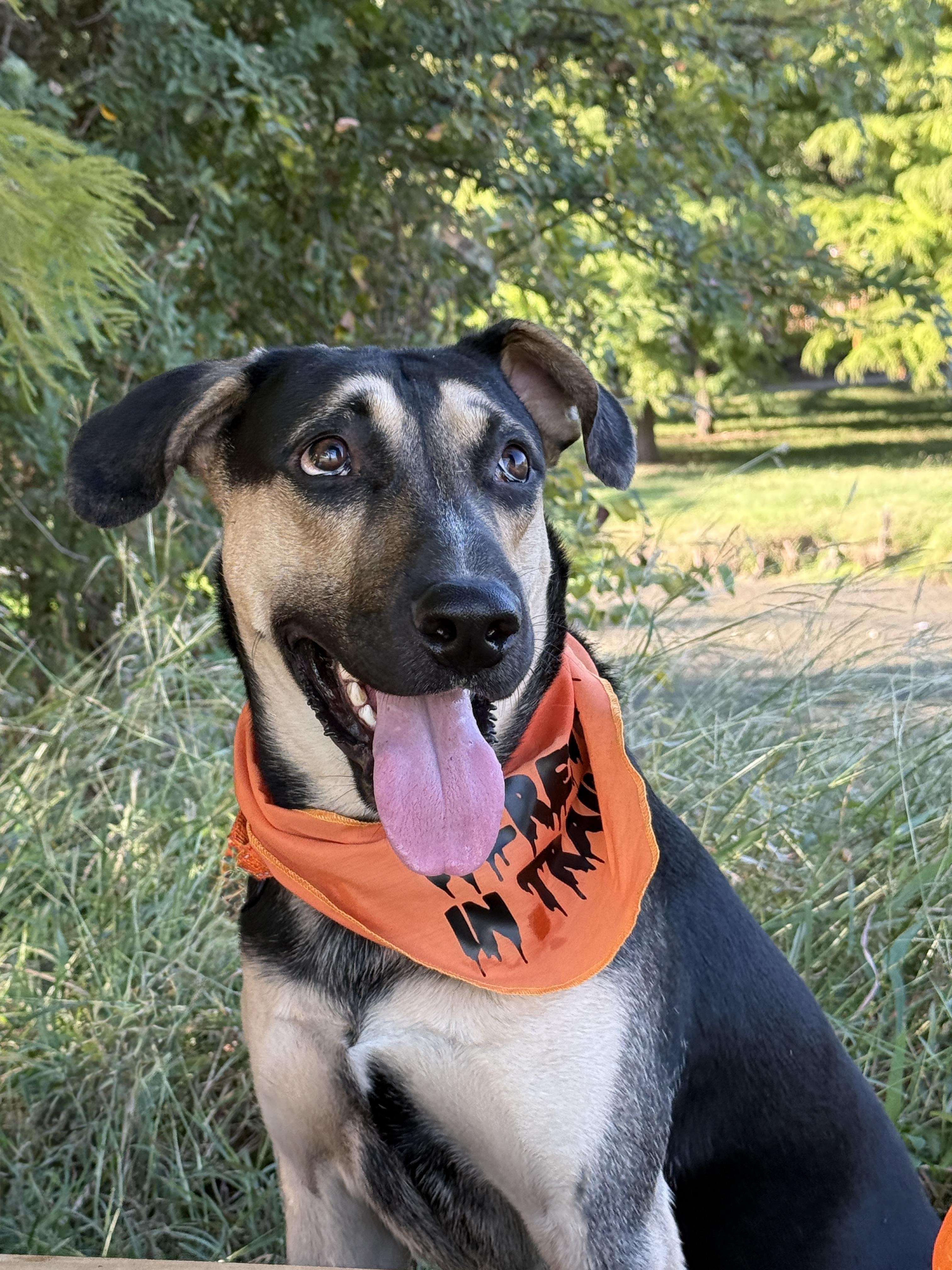 Enlarge Owen, a Adoptable Shepherd in Keller, TX image 4/5