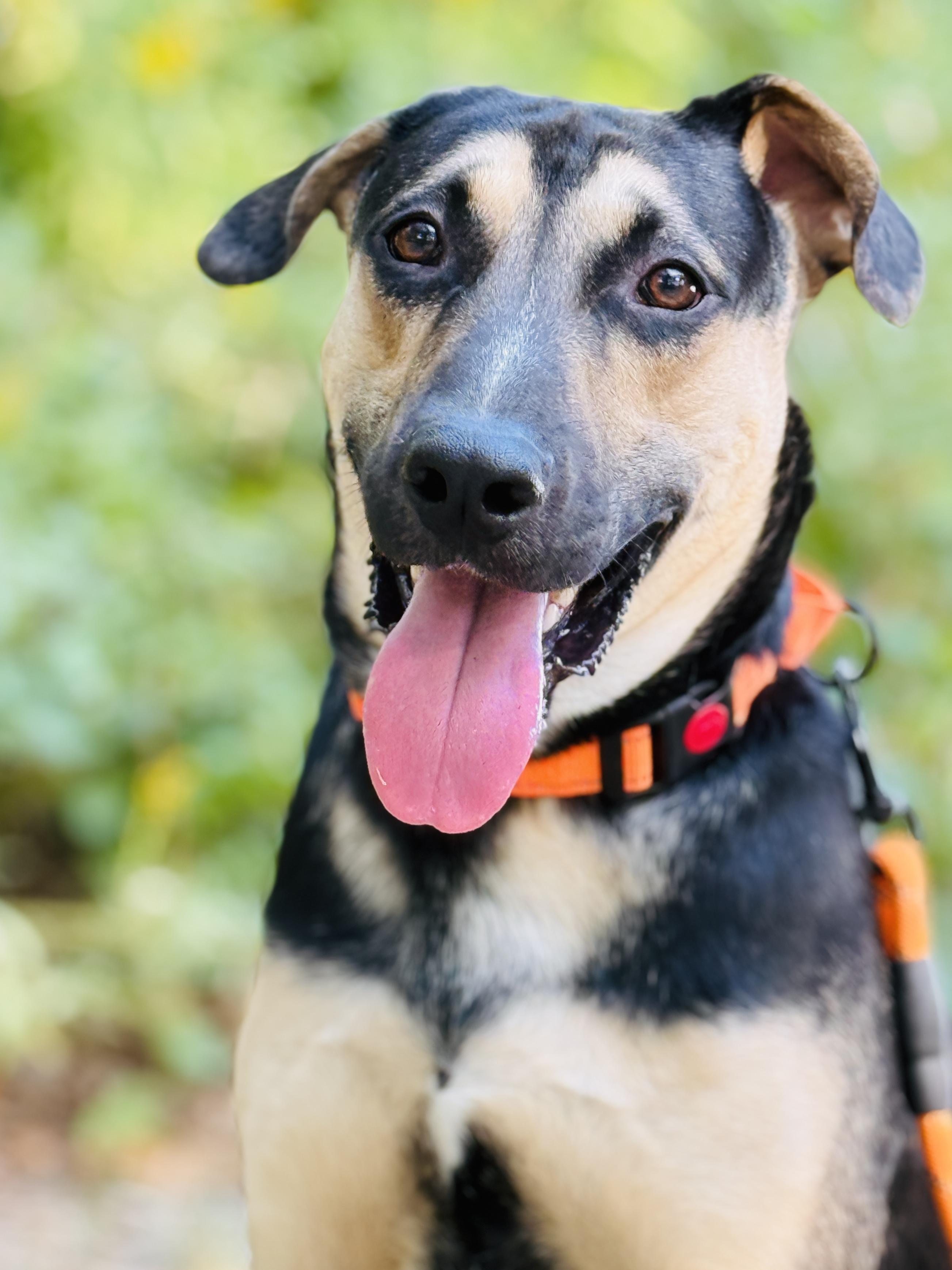 Enlarge Owen, a Adoptable Shepherd in Keller, TX image 5/5