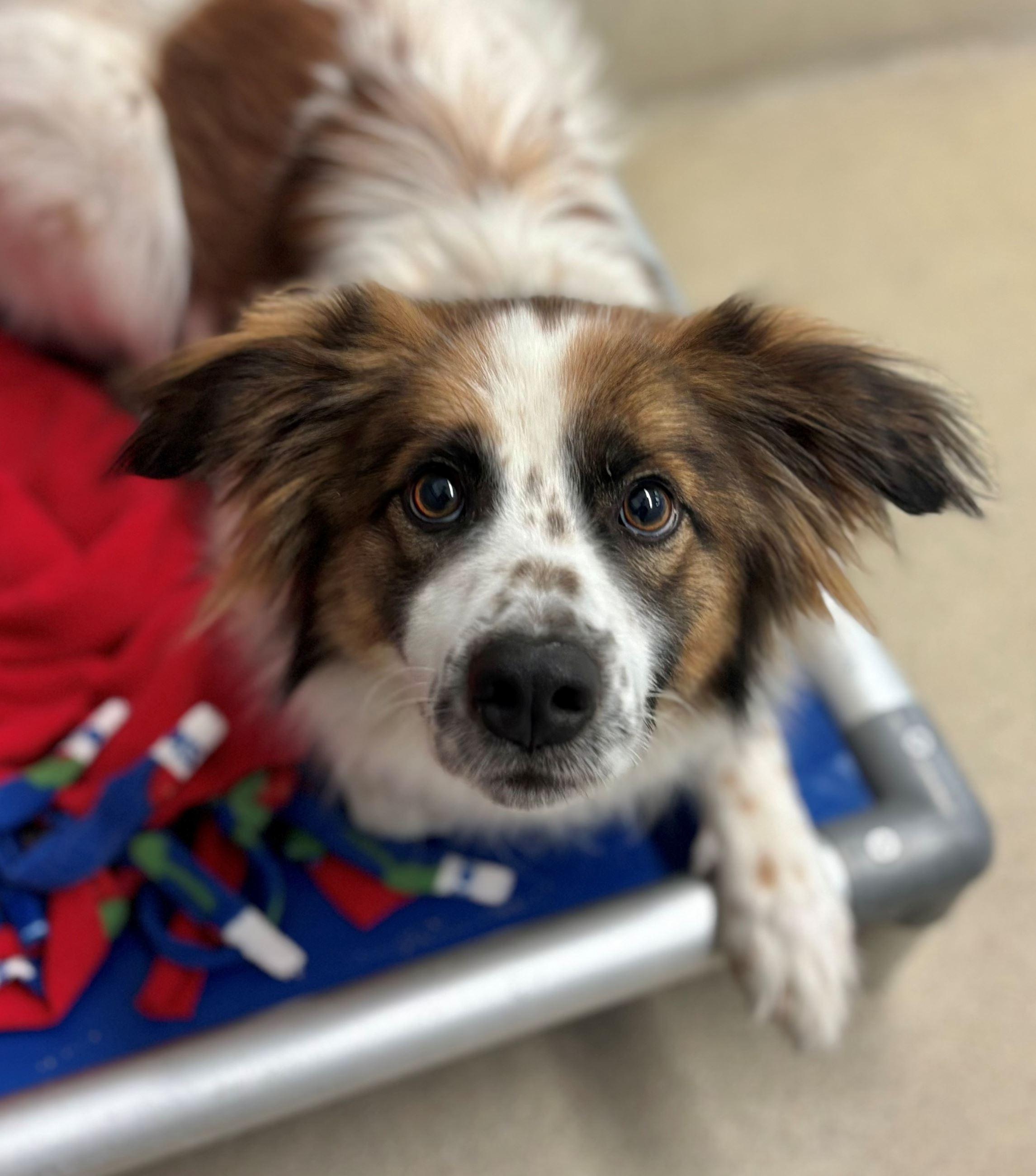 Enlarge Beaux, a ADOPTABLE mixed breed in Iowa City, IA image 2/2