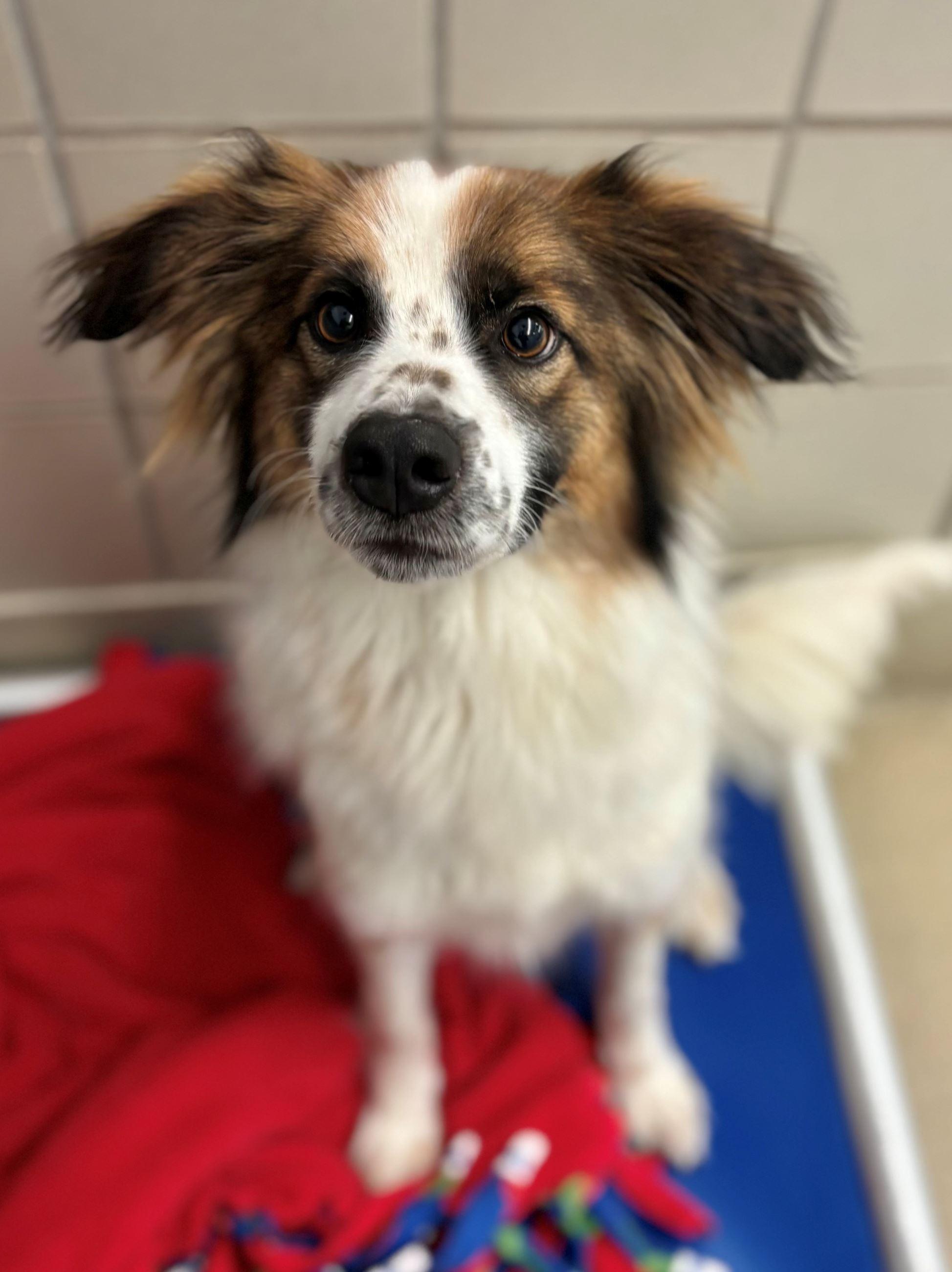 Beaux, ADOPTABLE, Adult Male Siberian Husky & Golden Retriever.