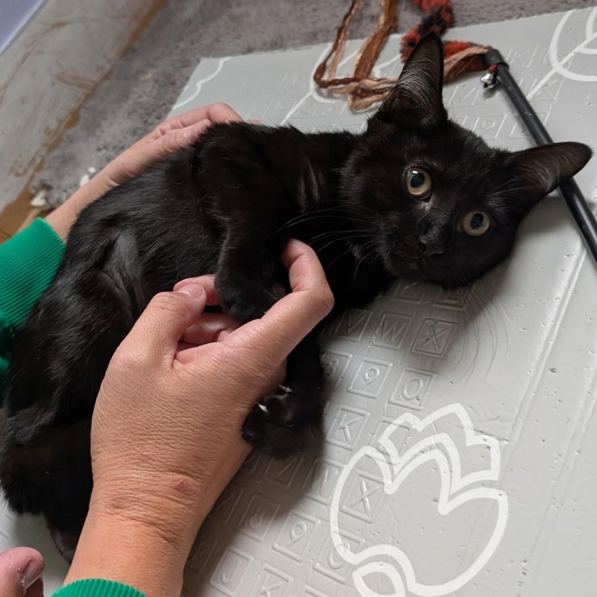 Enlarge Zora, an adopted Domestic Short Hair in Bellmawr, NJ image 3/4