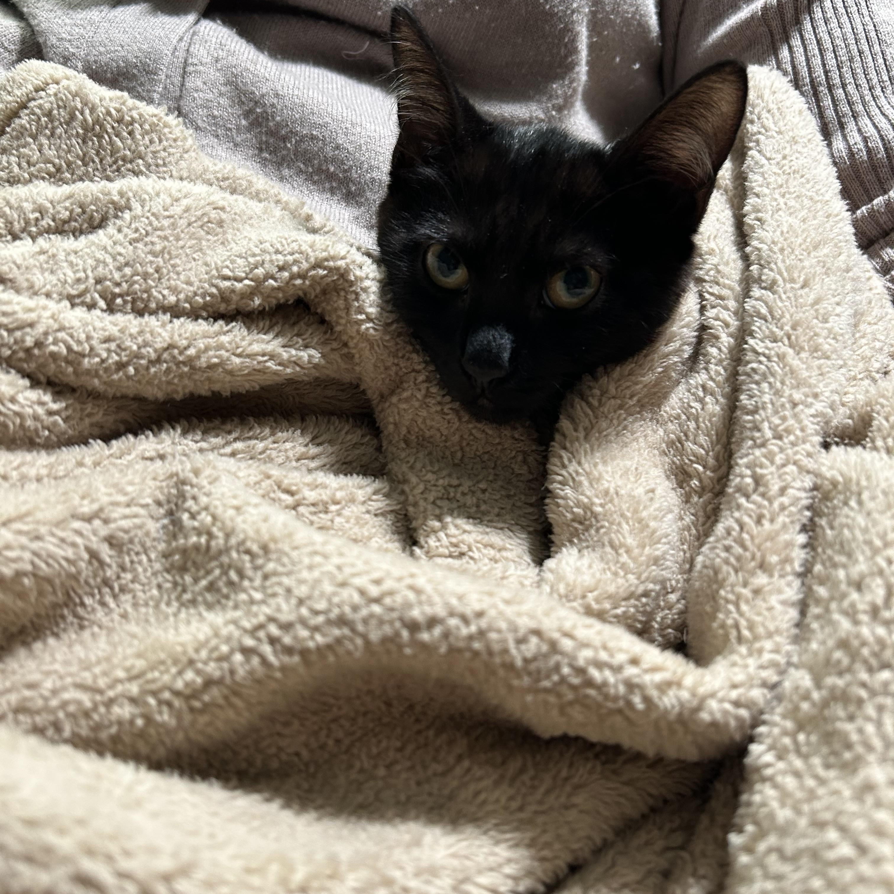 Enlarge Zora, an adopted Domestic Short Hair in Bellmawr, NJ image 2/4