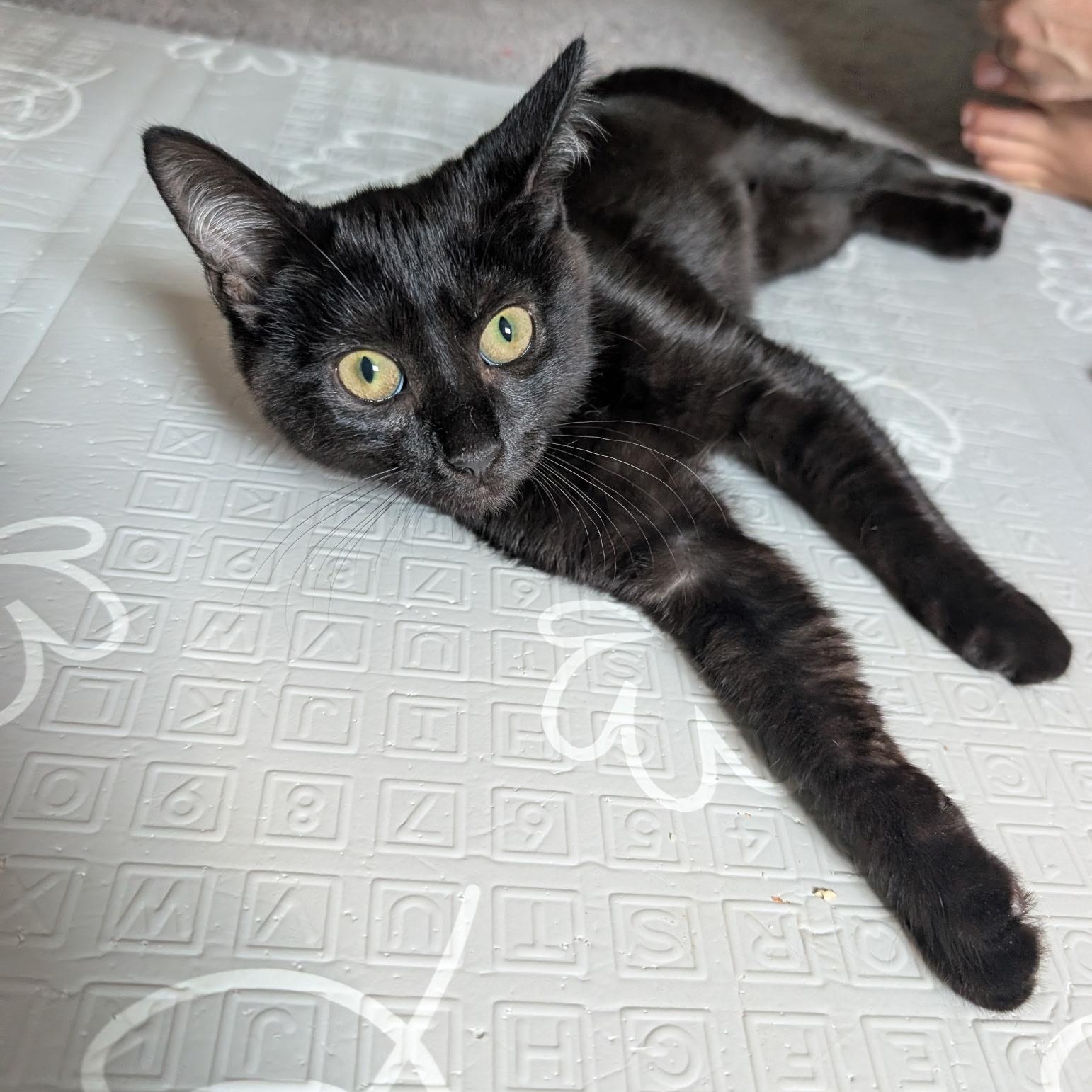Zora, adopted, Kitten Female Domestic Short Hair.
