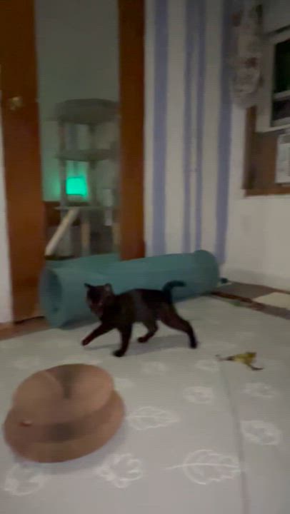 Enlarge Zora, an adopted Domestic Short Hair in Bellmawr, NJ video 4/4