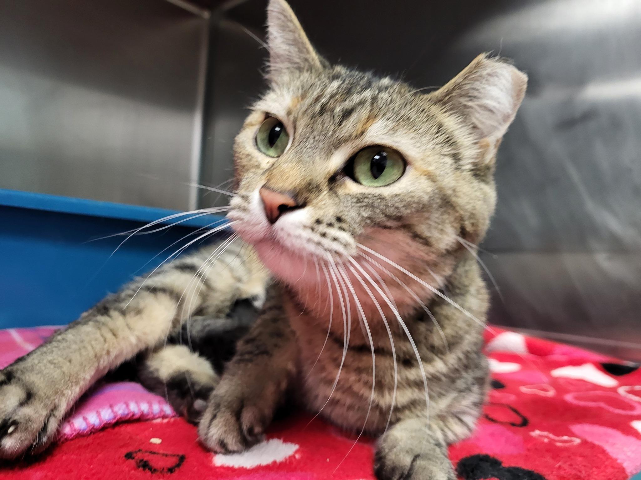 Missie, a Adoptable Domestic Short Hair in Chilton, WI image 2/5