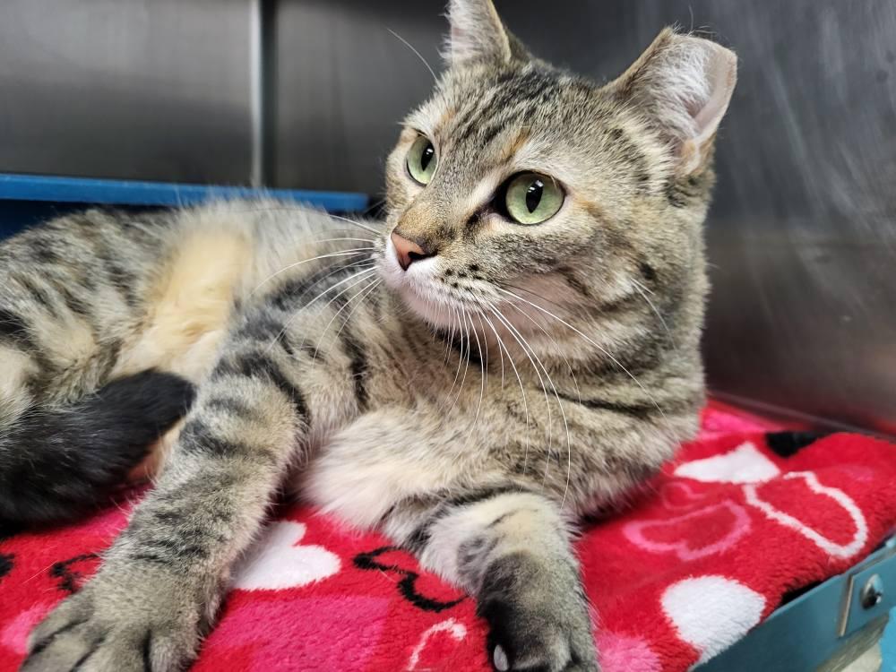 Missie, a Adoptable Domestic Short Hair in Chilton, WI image 3/5