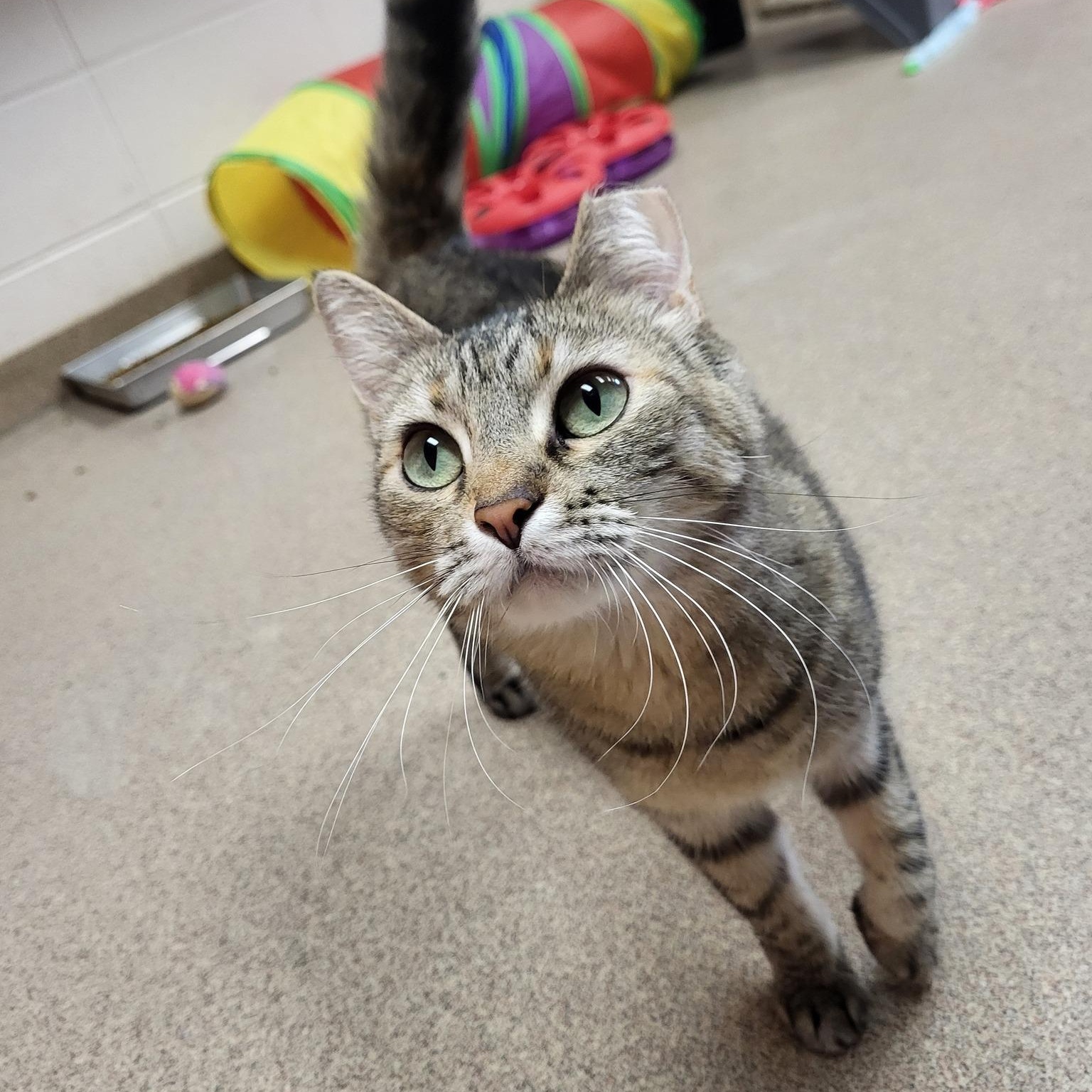 Missie, a Adoptable Domestic Short Hair in Chilton, WI image 1/5