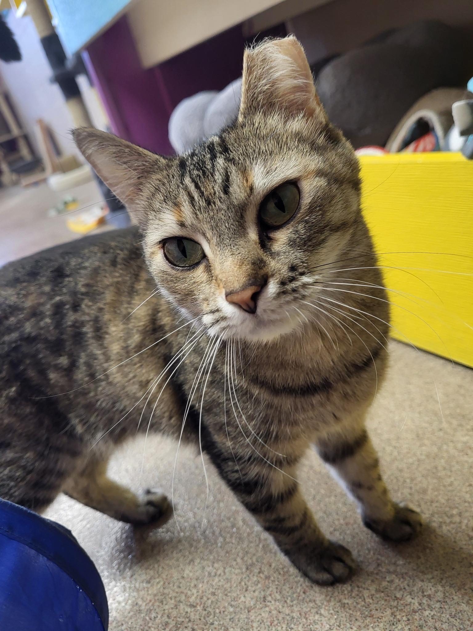 Missie, a Adoptable Domestic Short Hair in Chilton, WI image 4/5