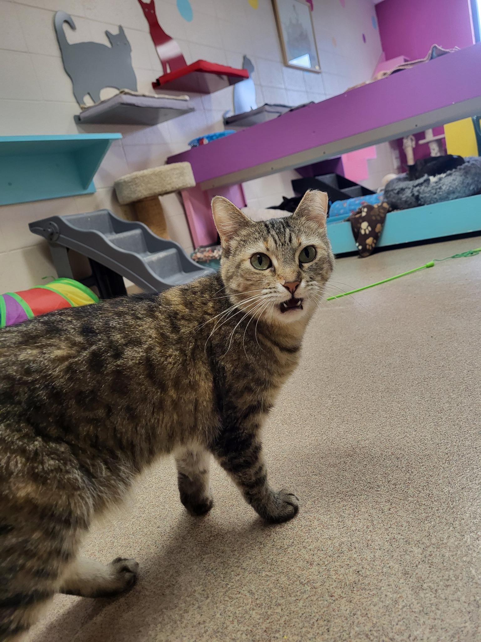 Missie, a Adoptable Domestic Short Hair in Chilton, WI image 5/5