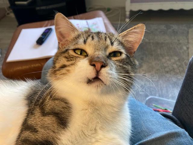 Luke and Hummus, a Adoptable Domestic Short Hair in Fairfax, VA image 5/6