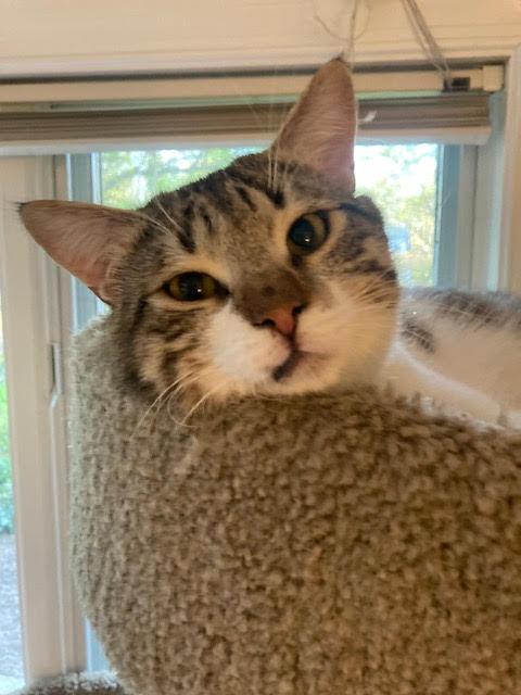 Luke and Hummus, a Adoptable Domestic Short Hair in Fairfax, VA image 4/6