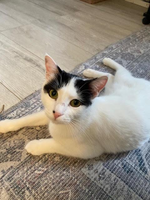 Luke and Hummus, a Adoptable Domestic Short Hair in Fairfax, VA image 1/6