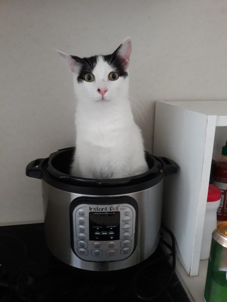 Luke and Hummus, a Adoptable Domestic Short Hair in Fairfax, VA image 3/6