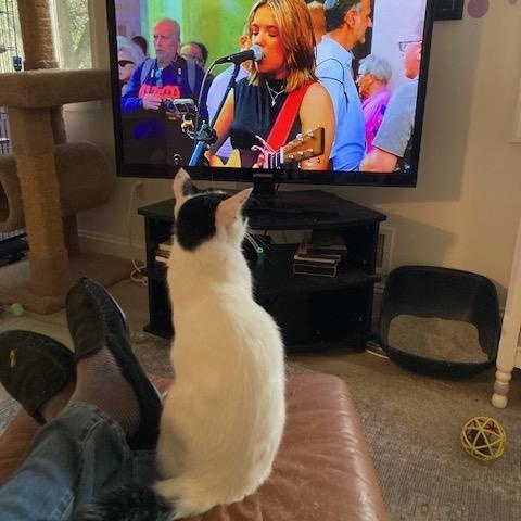 Luke and Hummus, a Adoptable Domestic Short Hair in Fairfax, VA image 2/6