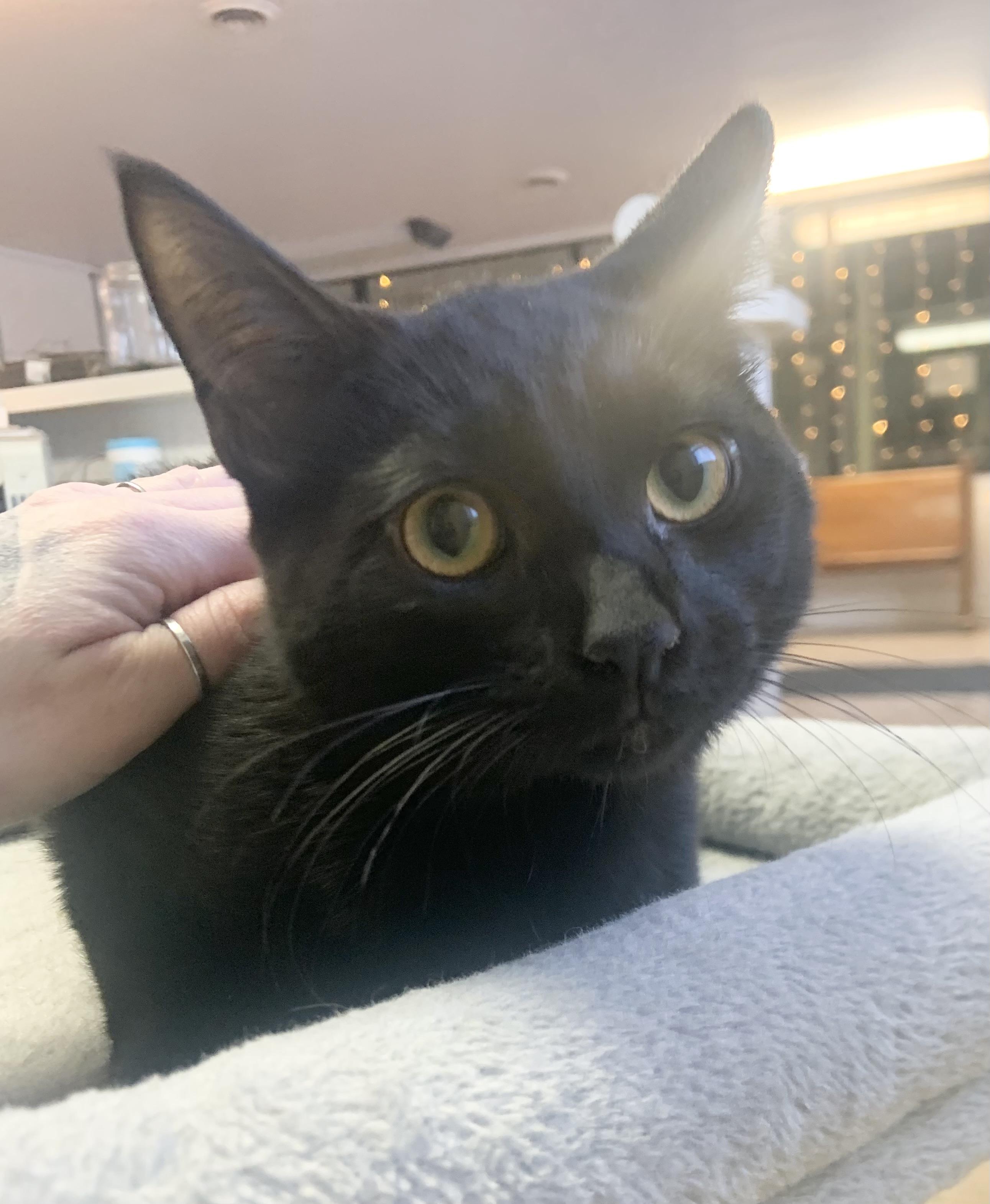 Sammy, ADOPTABLE, Young Male Domestic Short Hair.