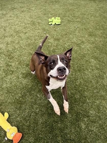 Enlarge Labubu, a Adoptable mixed breed in Lafayette, IN image 1/3
