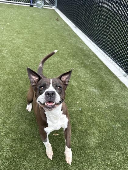 Enlarge Labubu, a Adoptable mixed breed in Lafayette, IN image 2/3