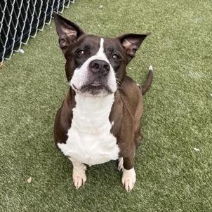 Labubu, Adoptable, Adult Female Mixed Breed & Mixed Breed.