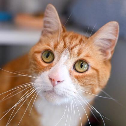 Philip in Maine, adopted, Senior Male Domestic Short Hair.