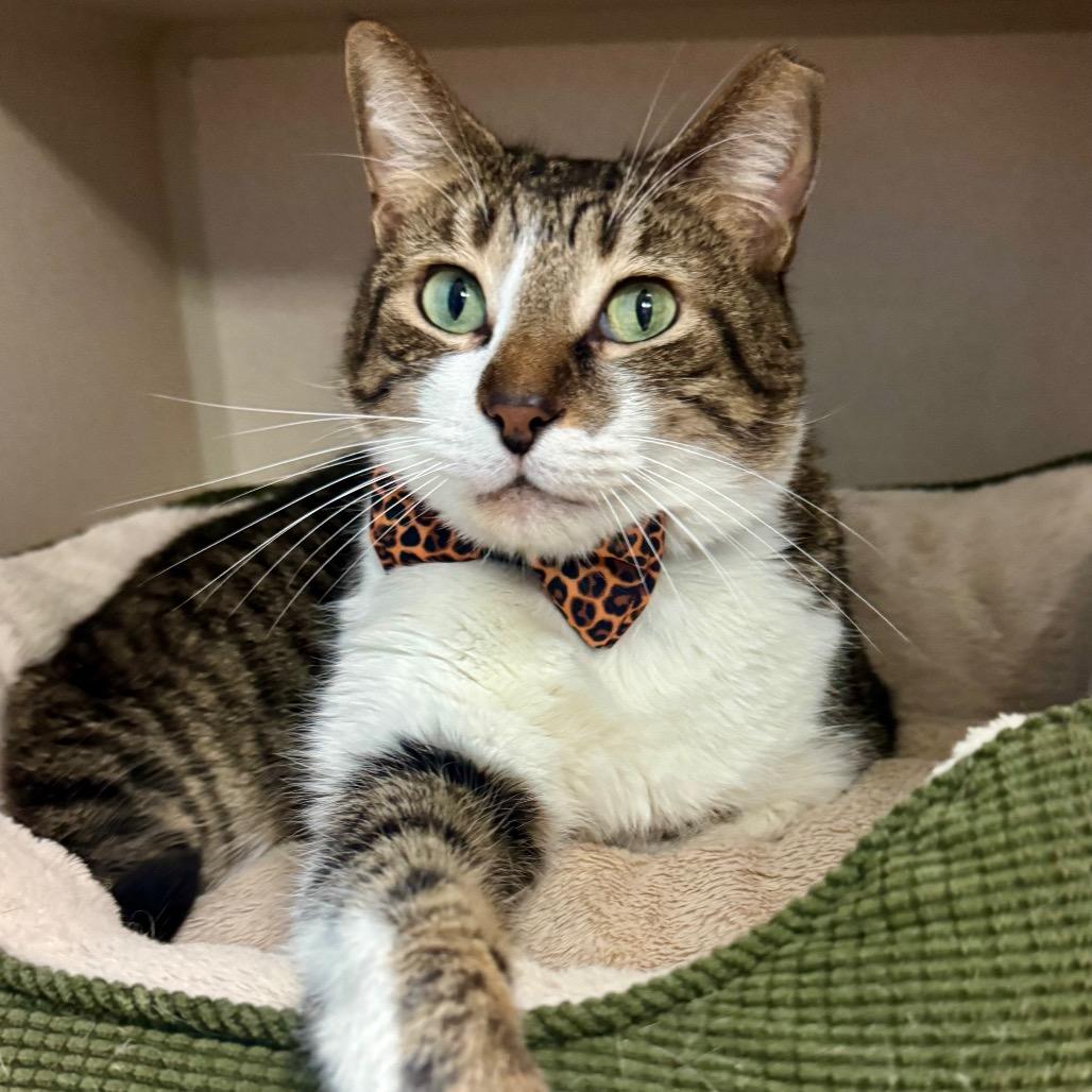 Loki — thumbnail 3