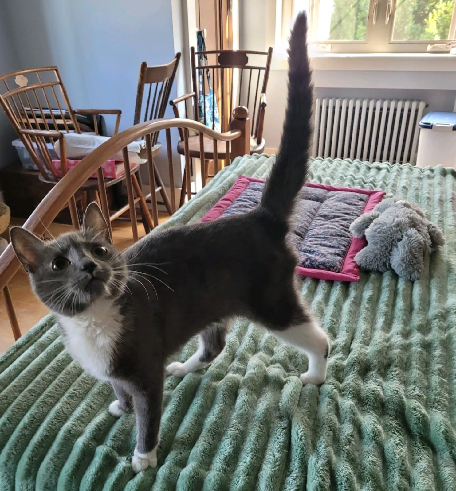 Clawdia, Young Female Domestic Short Hair