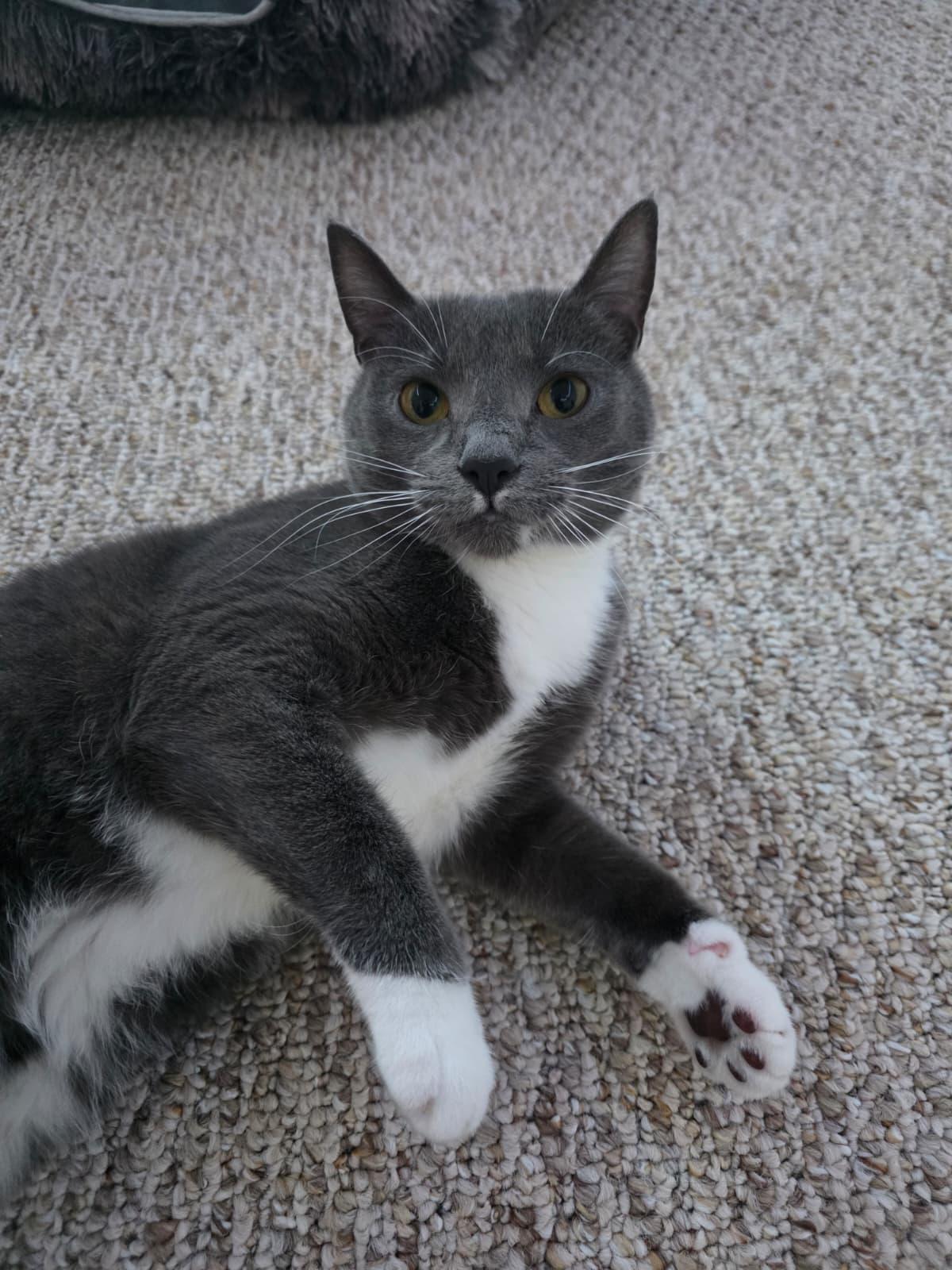 Clawdia, a Adoptable Domestic Short Hair in Allentown, PA image 1/6