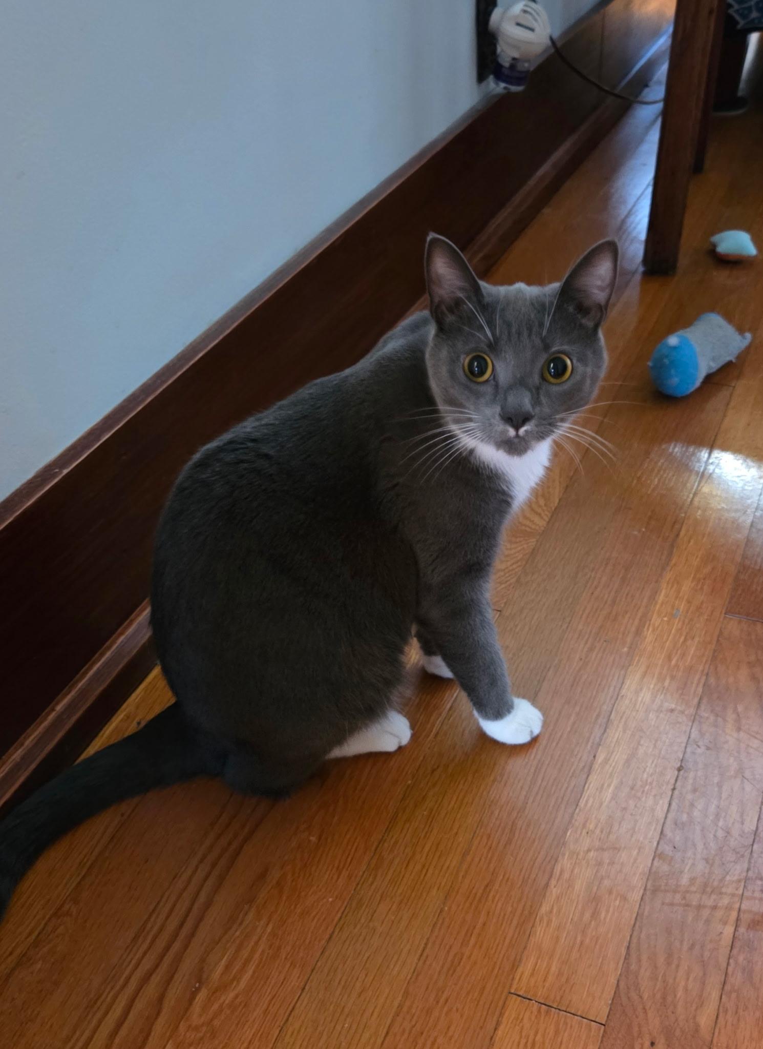 Enlarge Clawdia, a Adoptable Domestic Short Hair in Allentown, PA image 3/3