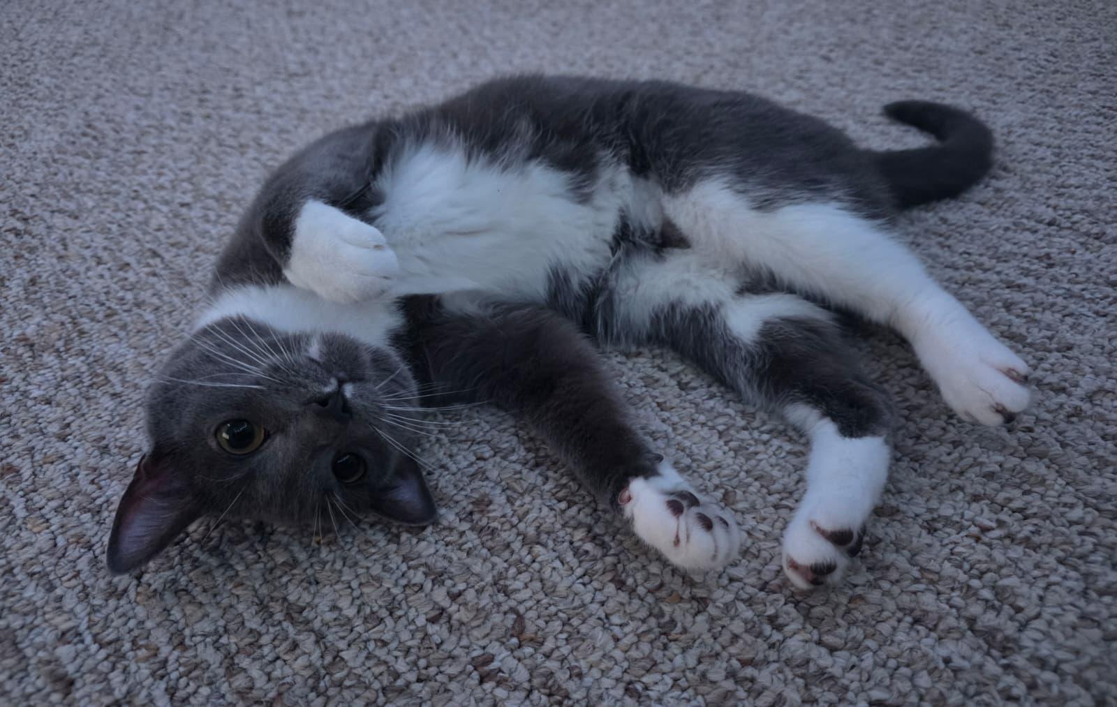 Clawdia, a Adoptable Domestic Short Hair in Allentown, PA image 2/6
