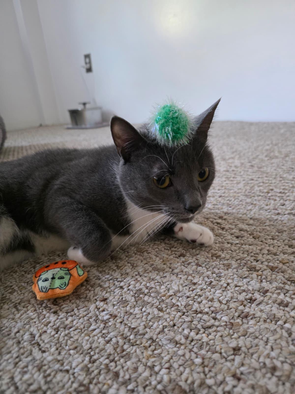 Clawdia, a Adoptable Domestic Short Hair in Allentown, PA image 3/6