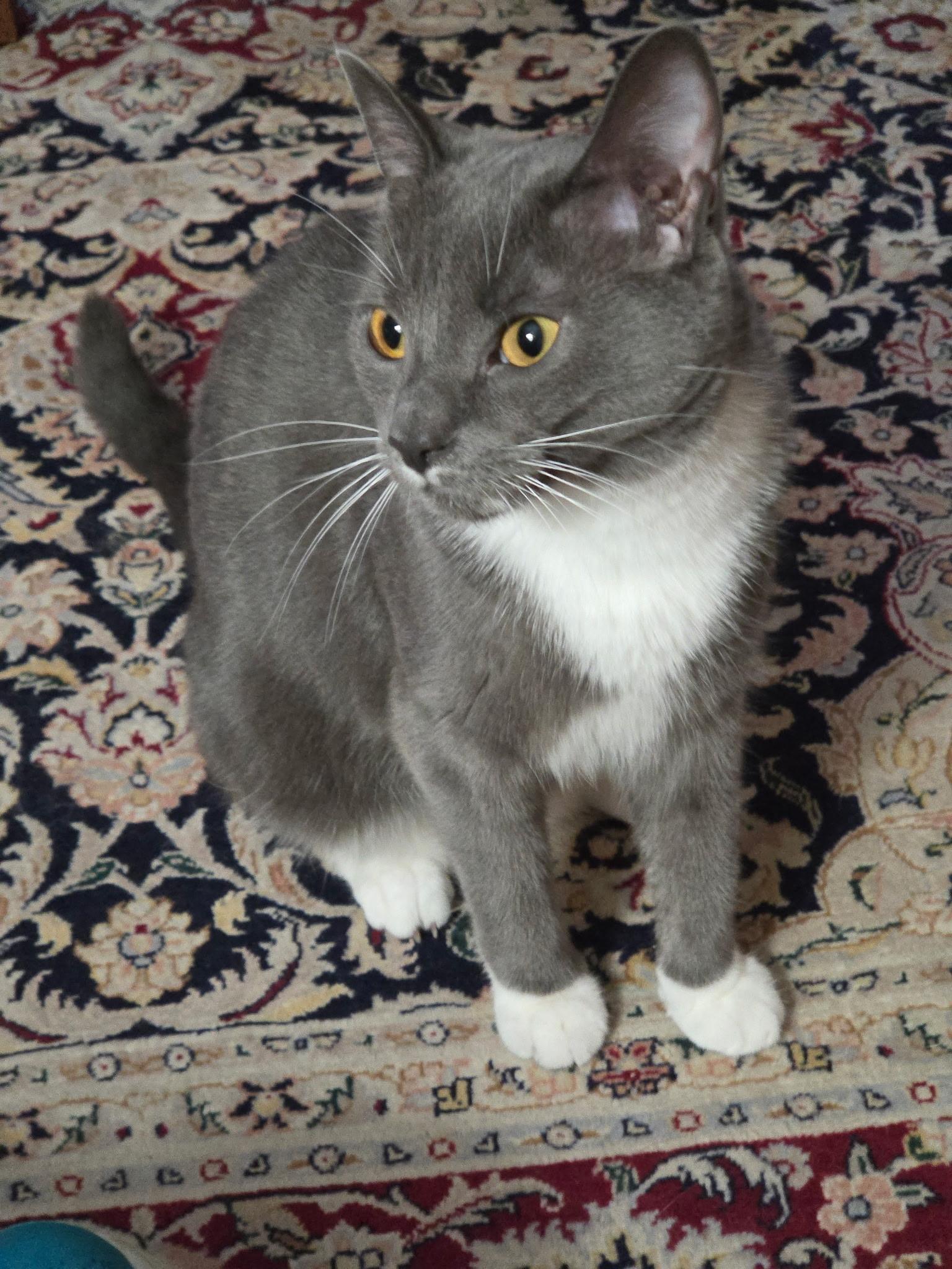 Enlarge Clawdia, a Adoptable Domestic Short Hair in Allentown, PA image 1/3