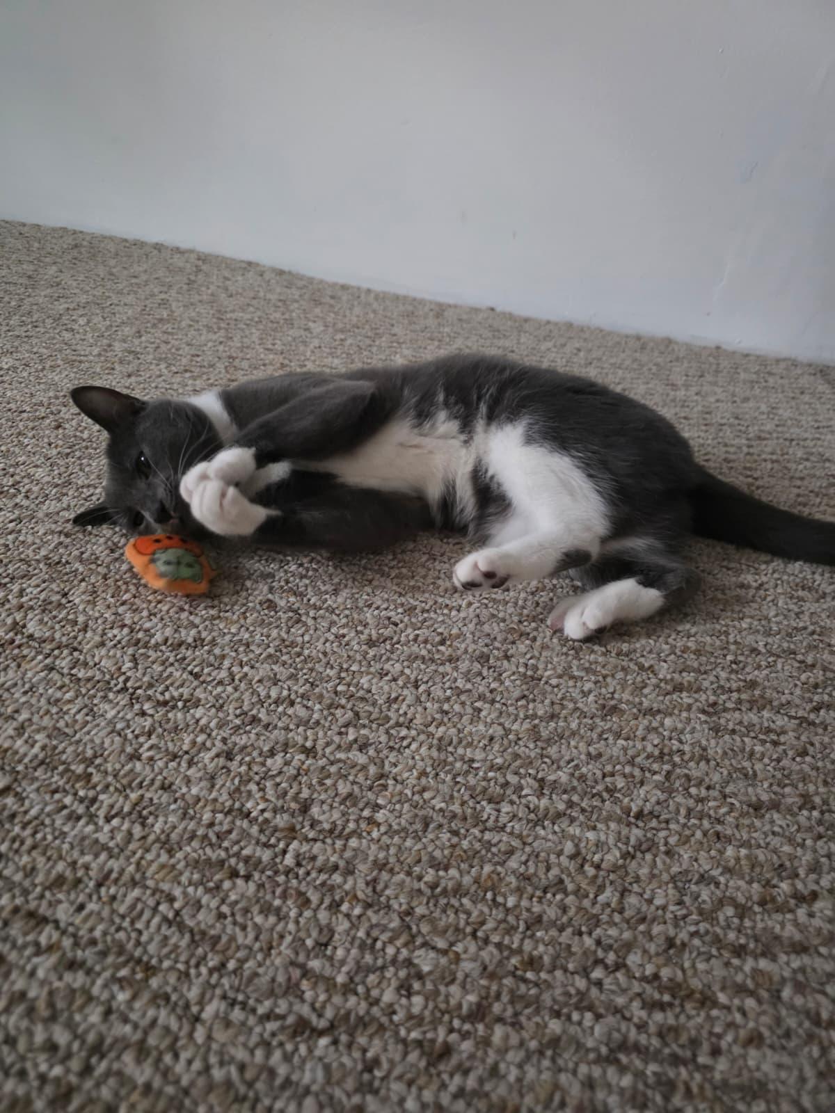 Clawdia, a Adoptable Domestic Short Hair in Allentown, PA image 5/6