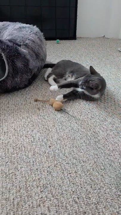 Enlarge Clawdia, a Adoptable Domestic Short Hair in Allentown, PA video 6/6