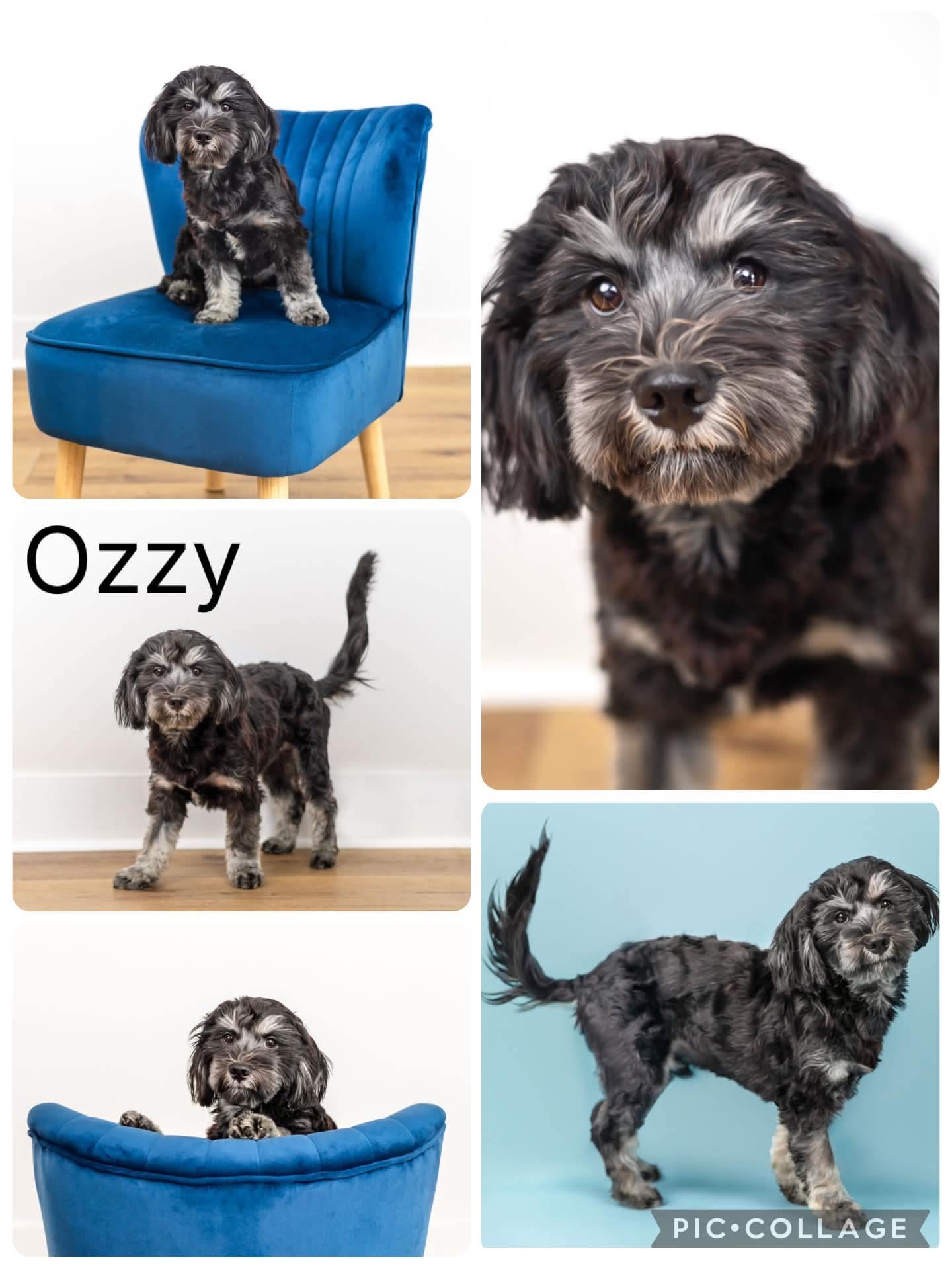 Ozzy, ADOPTABLE, Young Male Havanese.