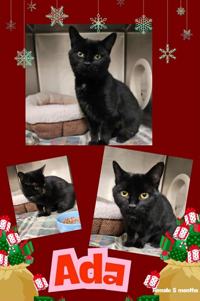 Ada, Adoptable, Young Female Domestic Short Hair.