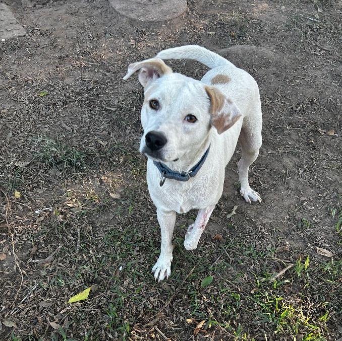 Enlarge Ricky, a Adoptable Labrador Retriever in Portland, OR image 1/5