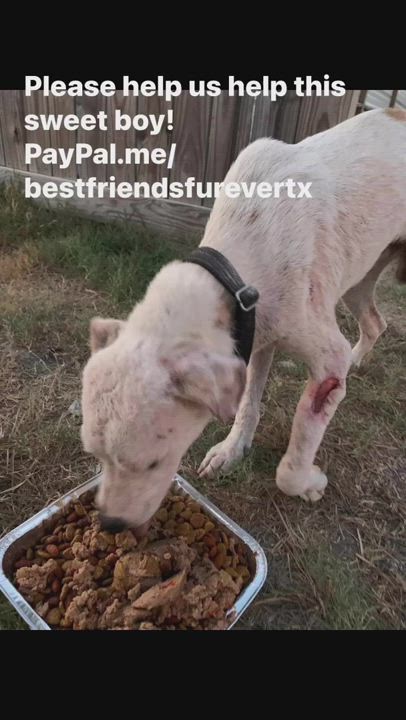 Enlarge Ricky, a Adoptable Labrador Retriever in Portland, OR video 5/5