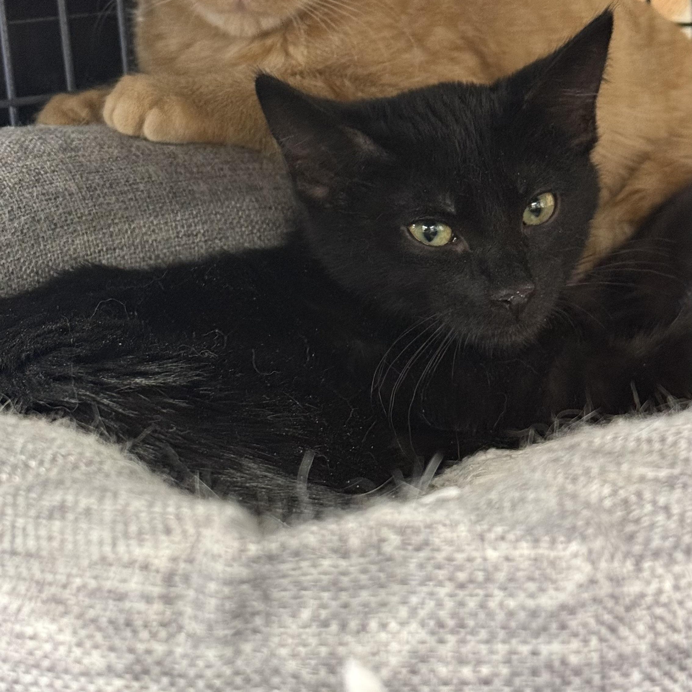 Kohl, ADOPTABLE, Kitten Male Domestic Short Hair.